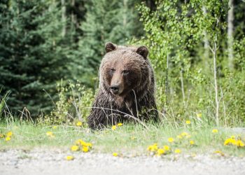 que faire contre un ours