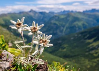 cueillette de genepi