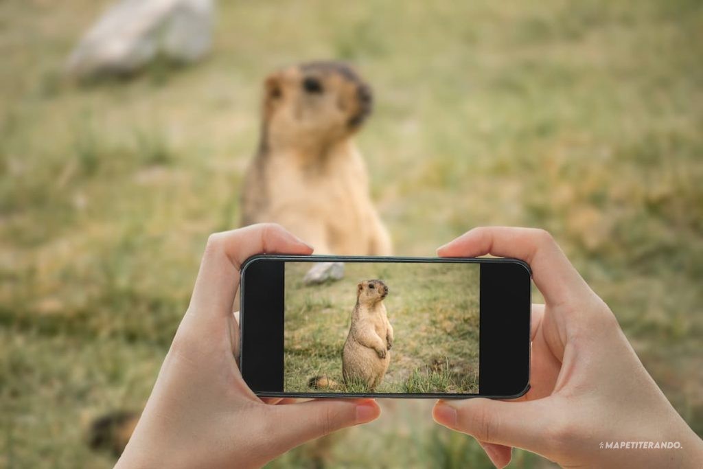 photo marmotte