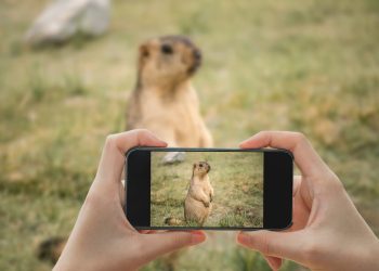 photo marmotte