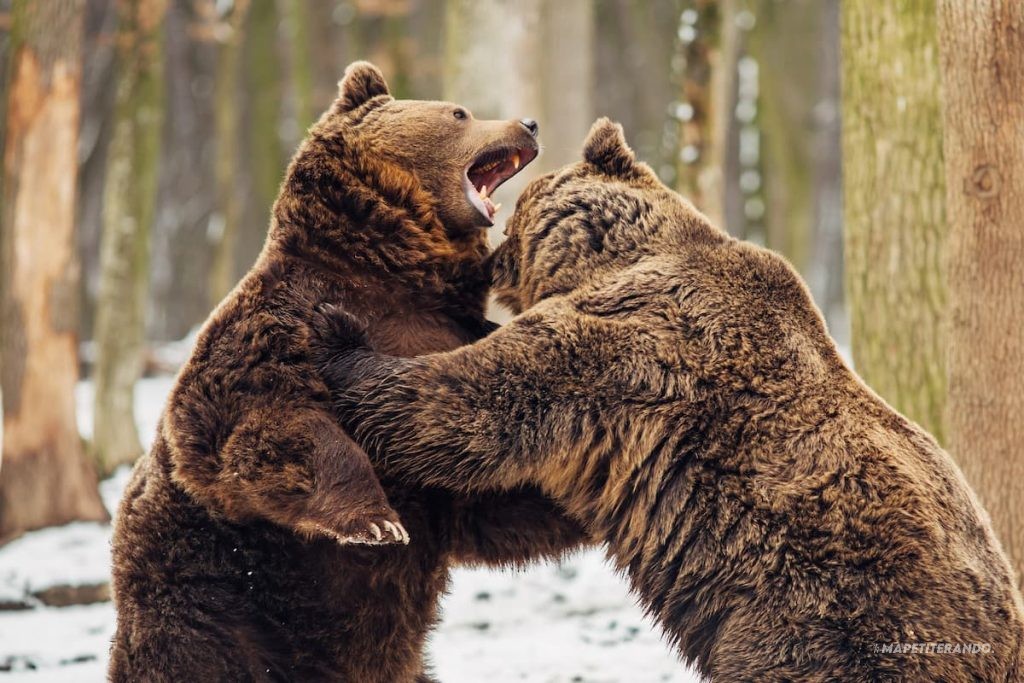 ours vs grizzly