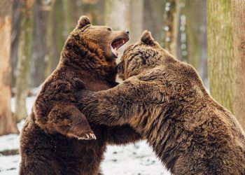 ours vs grizzly