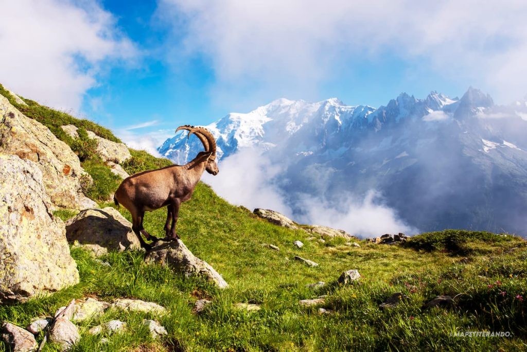 chamois ou bouquetin