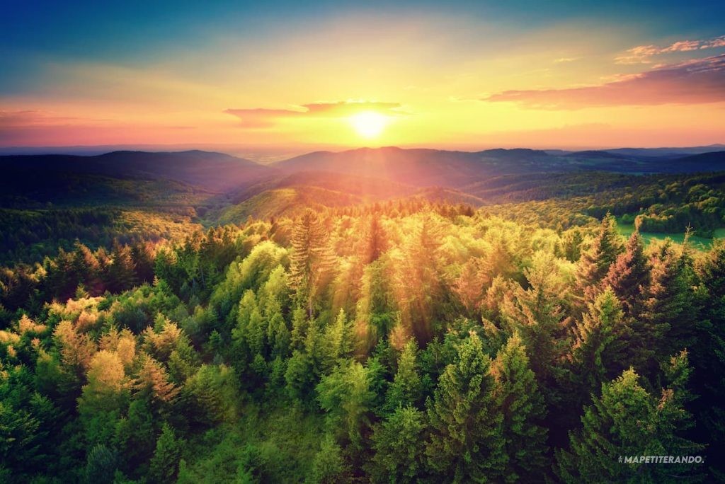 journée des forêts