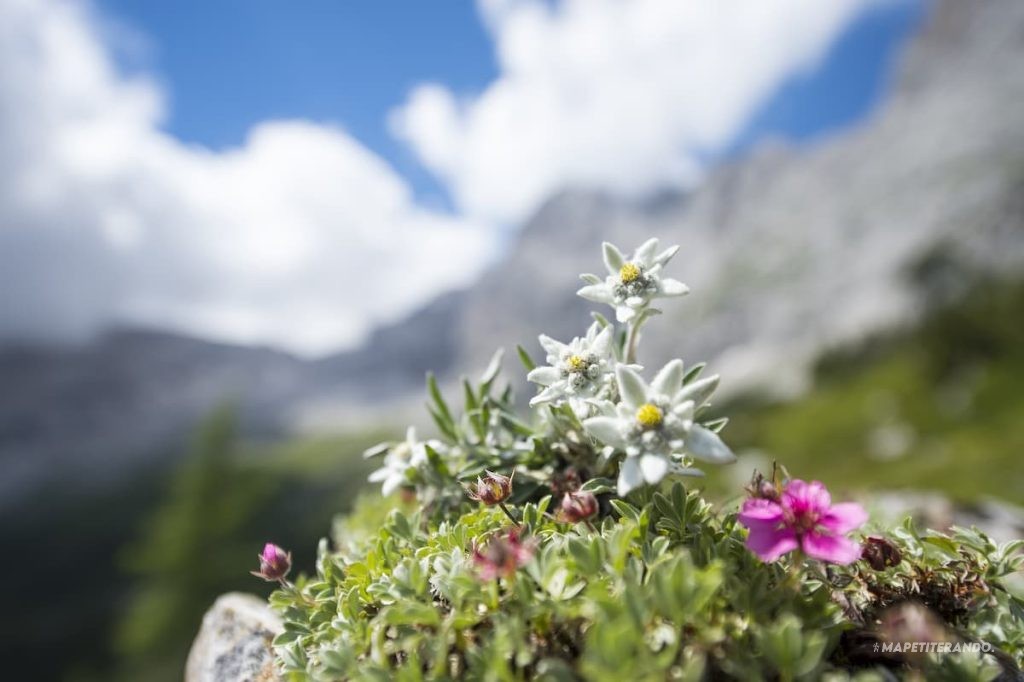 cueillette fleurs