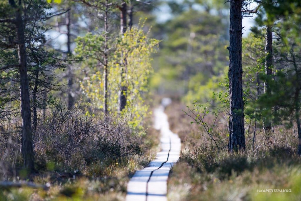 langage arbres