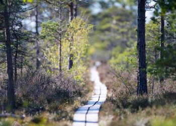 langage arbres