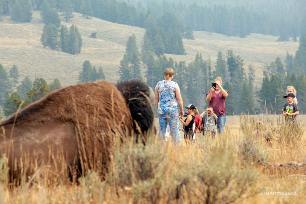 bisous bisons