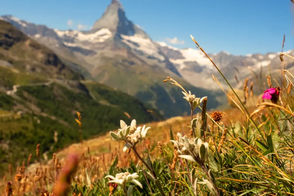 edelweiss