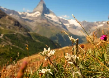 edelweiss
