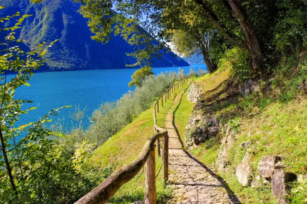 sentier des oliviers
