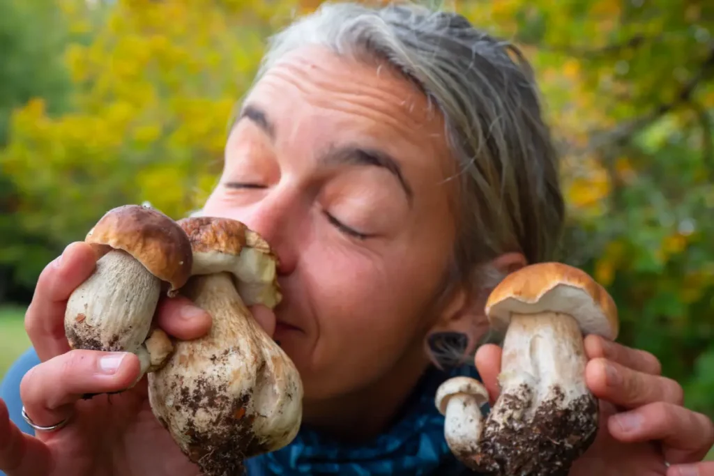 cueillette des champignons