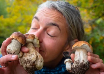 cueillette des champignons