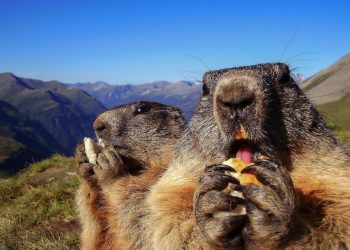 marmotte en randonnée