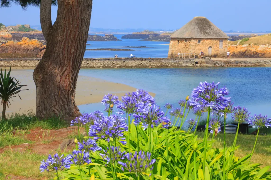 En Automne, les célèbres agapanthes ici présentes laissent place aux hortensias sur l'île de Bréhat
