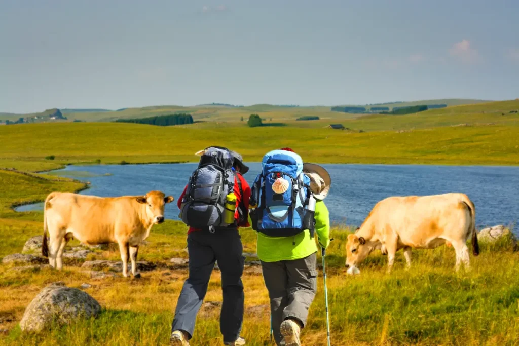 aubrac
