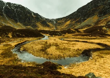 corrie fee