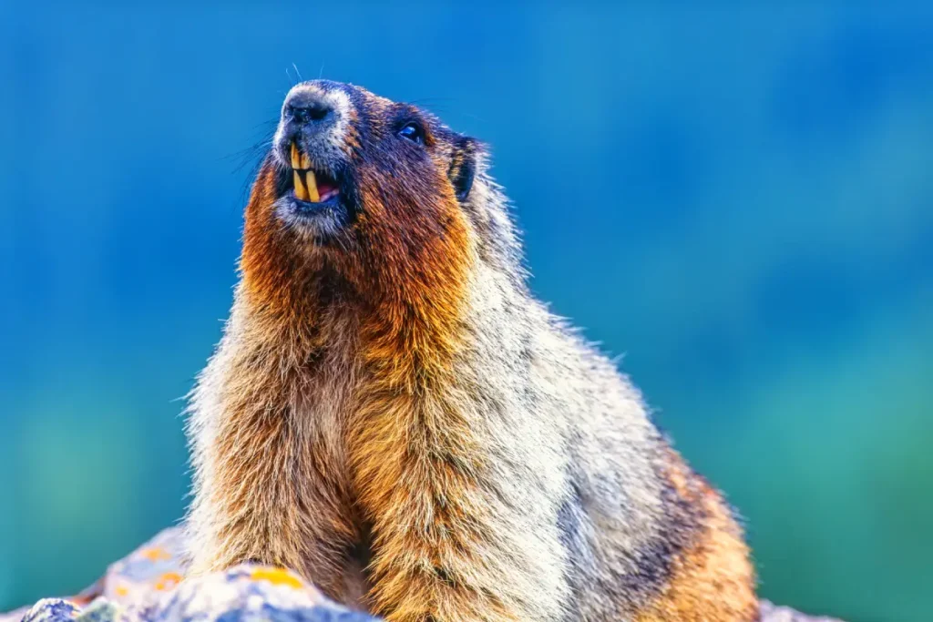 marmotte