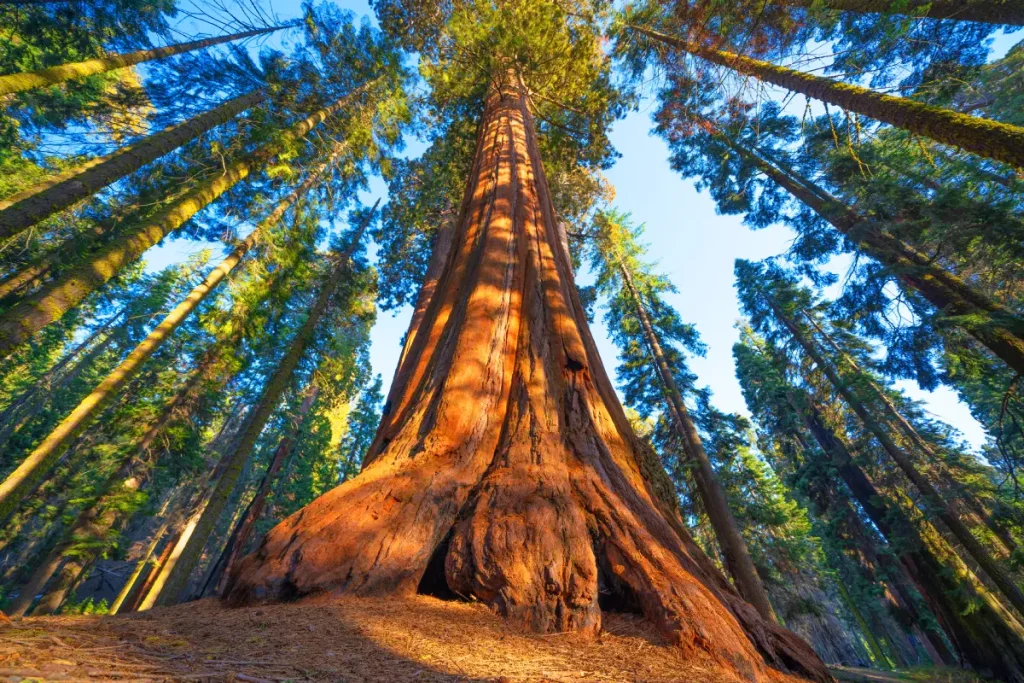 redwood
