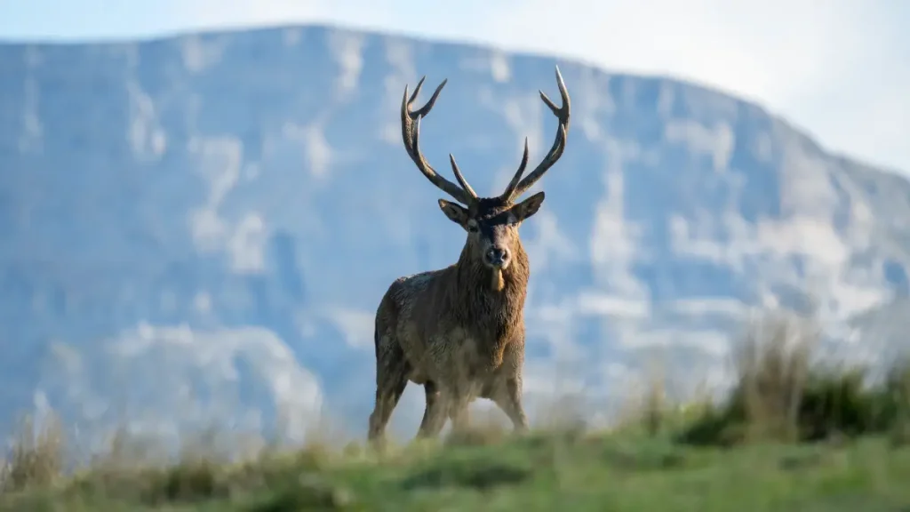 brame du cerf