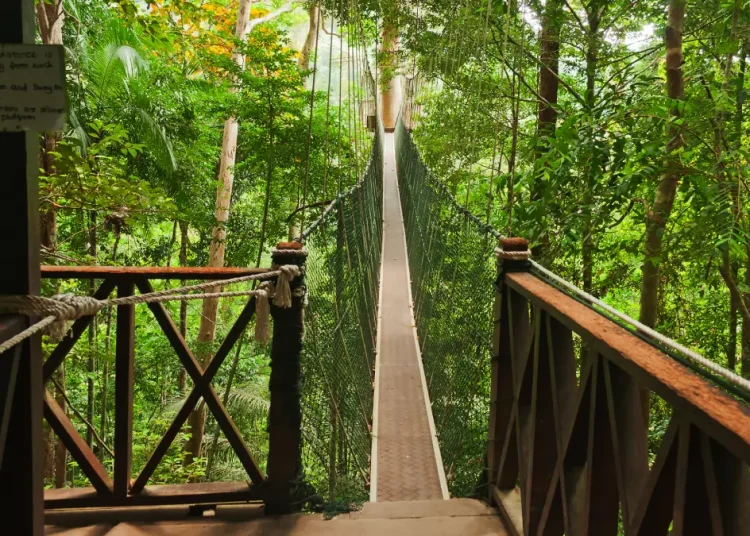 trek malaisie