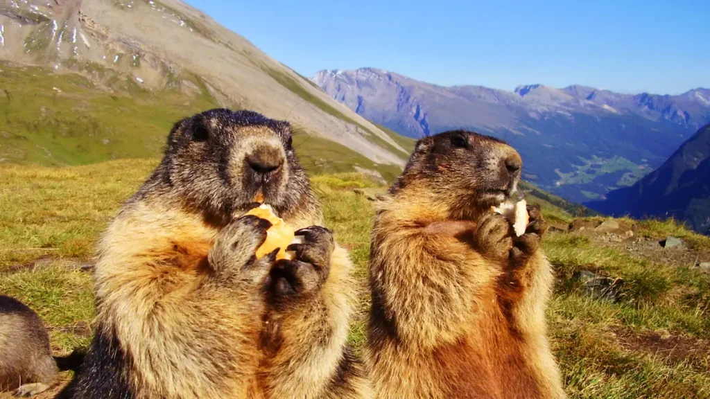 marmotte photo