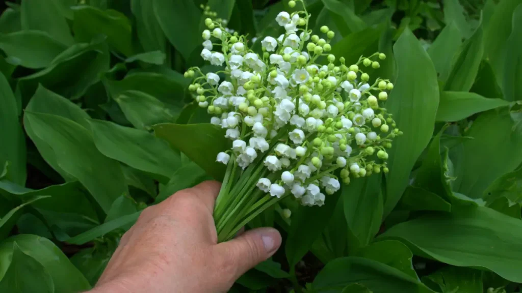 muguet