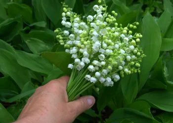 muguet