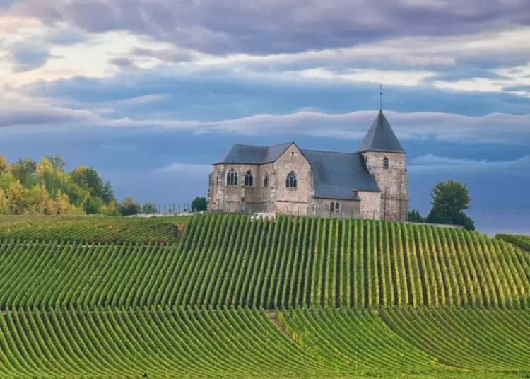vignaux