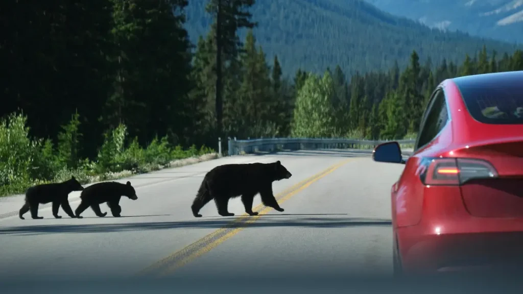 ours banff