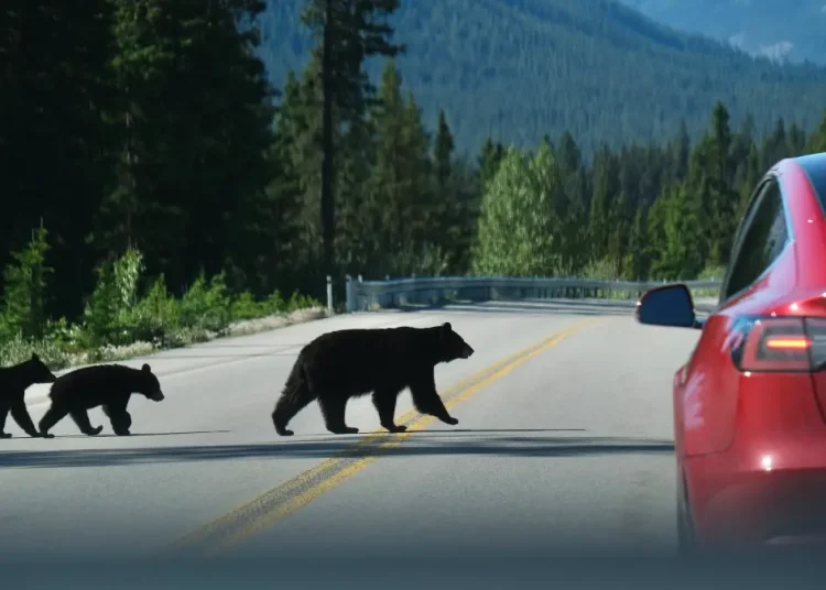 ours banff