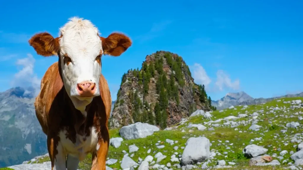 vache sentiers