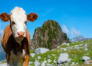 vache sentiers