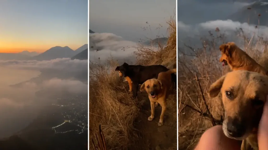 rando qui a du chien