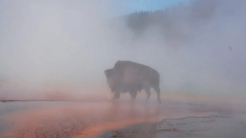yellowstone bison