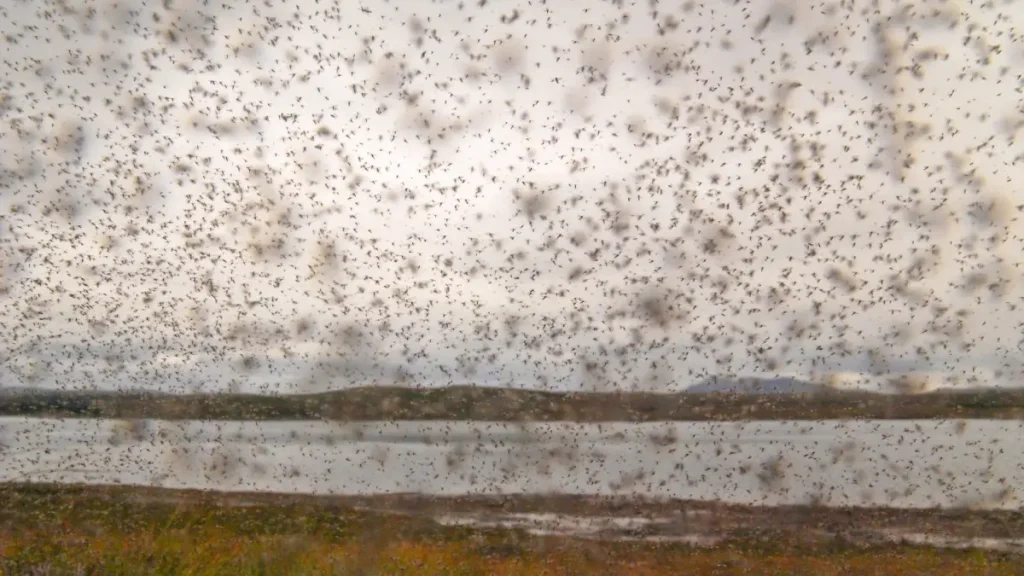 midges