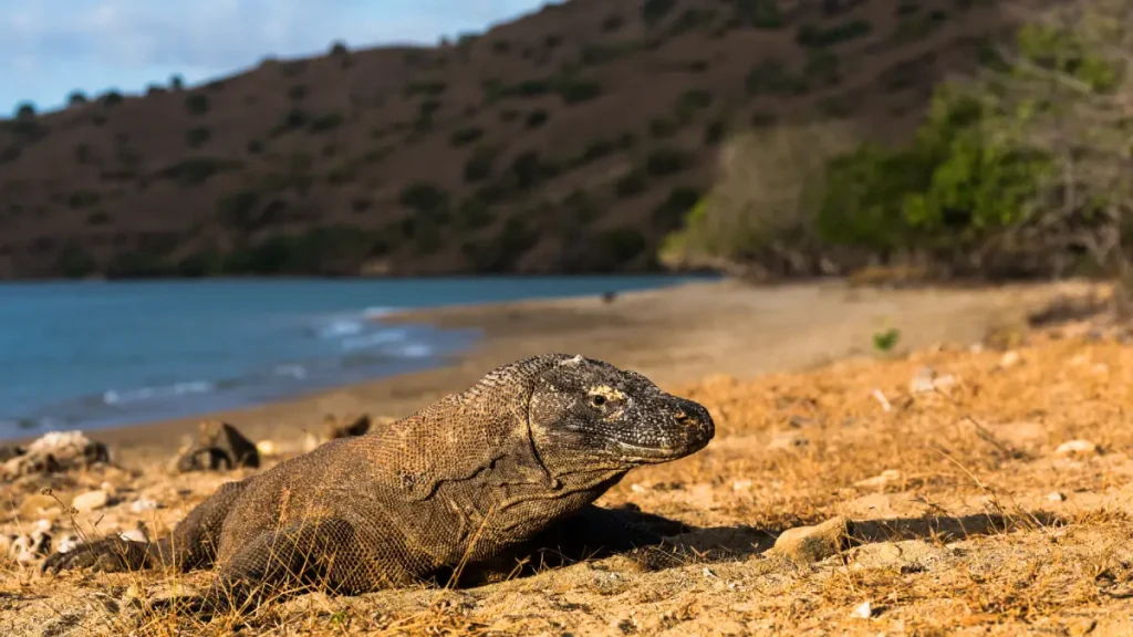 sentier komodo