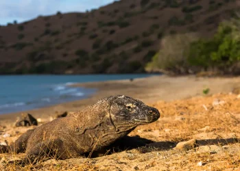 sentier komodo