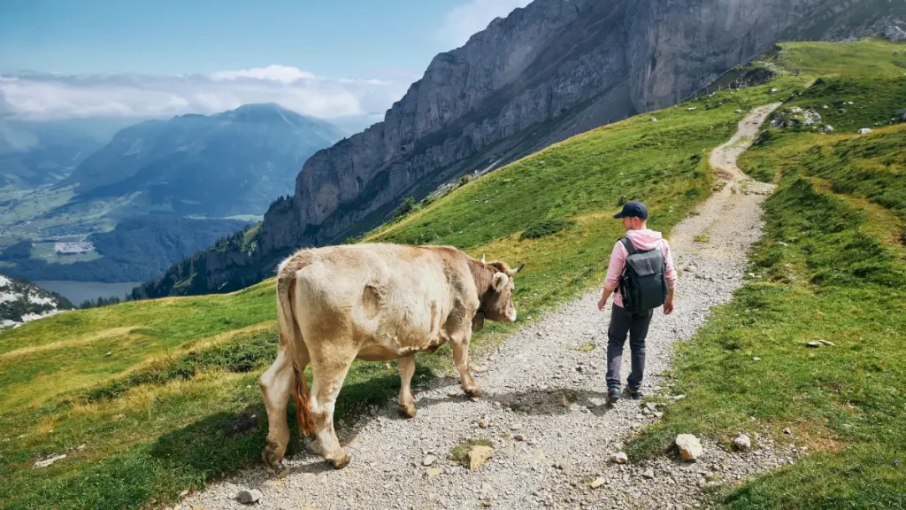 rando vache