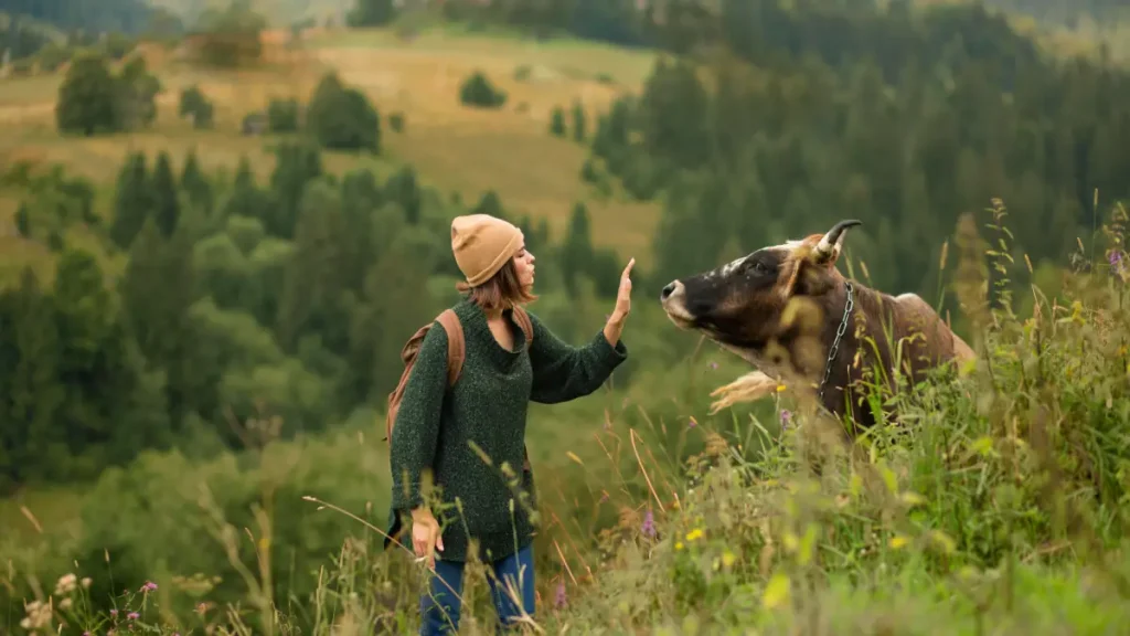 randonner face aux vaches