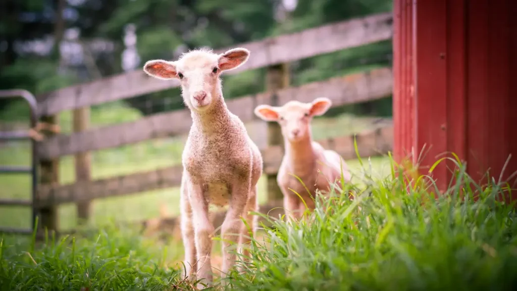 merinos