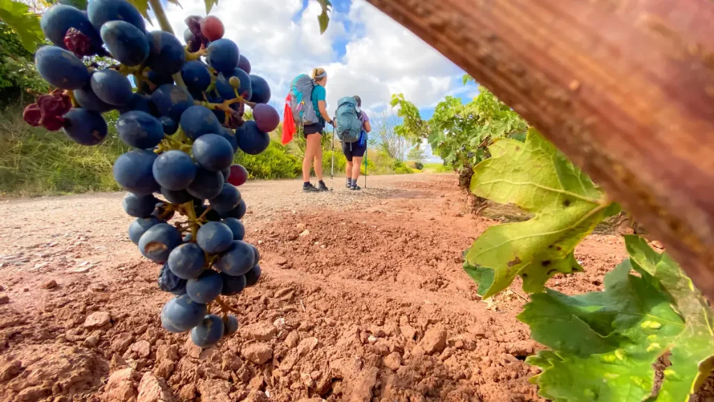 rando vignes