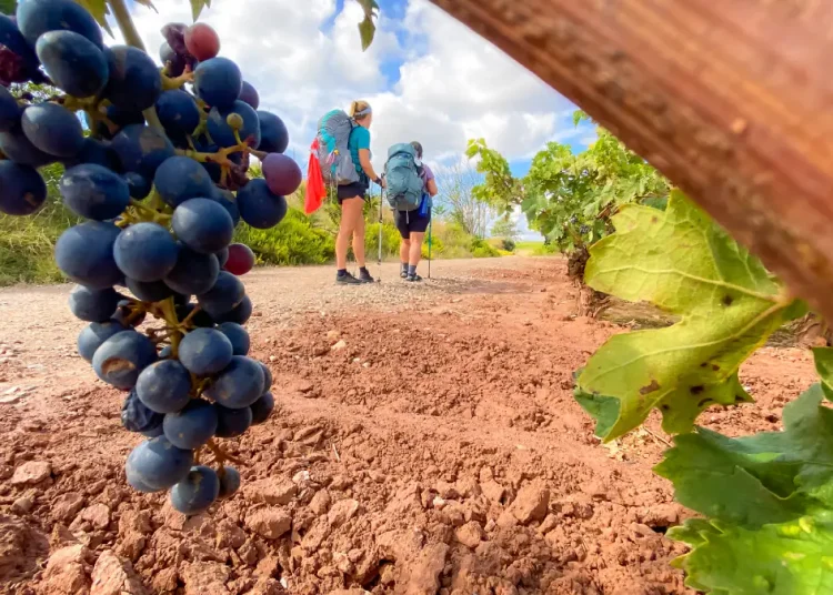 rando vignes