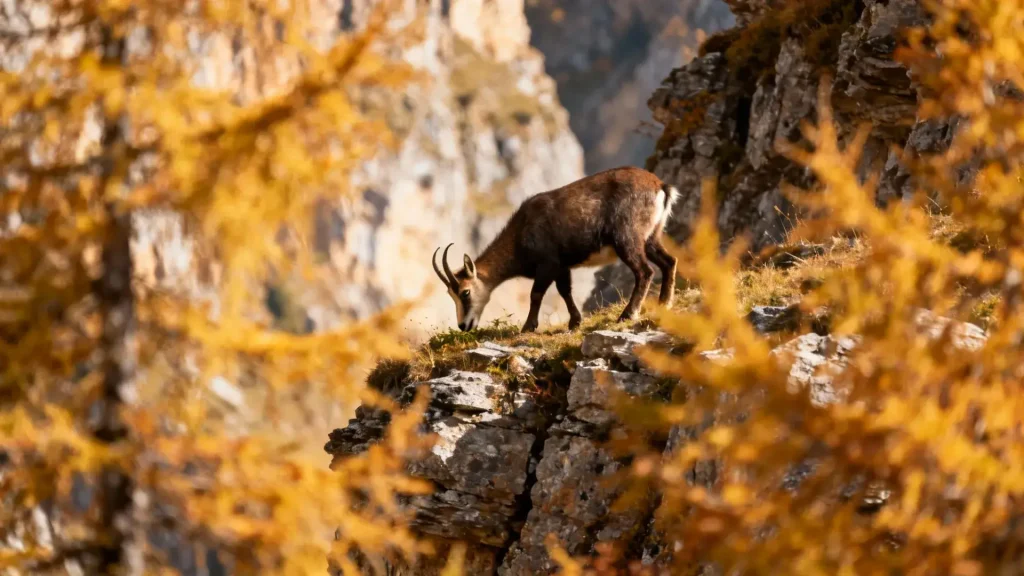Chamois broutant sur des pentes rocheuses dans des gorges aux couleurs automnales en Auvergne