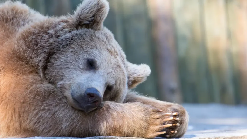 ours hibernation