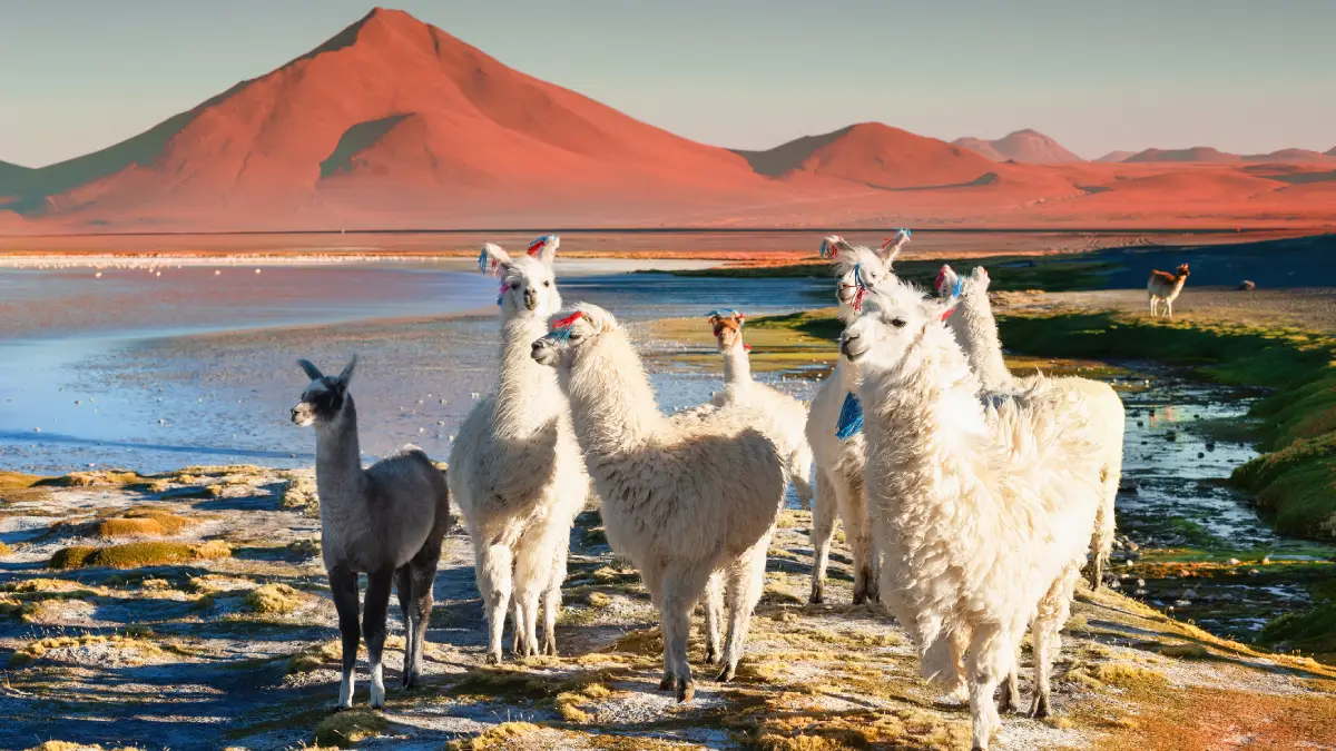 Laguna Colorada