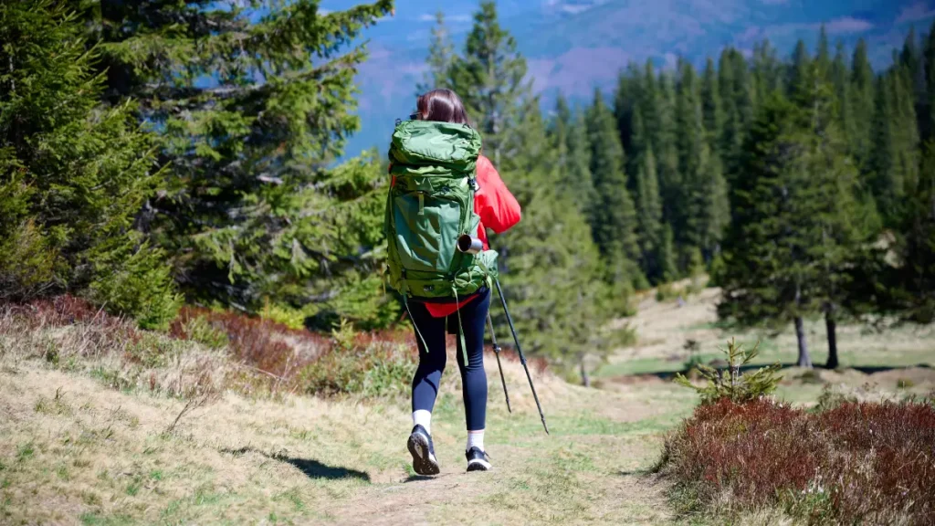forêt chasse