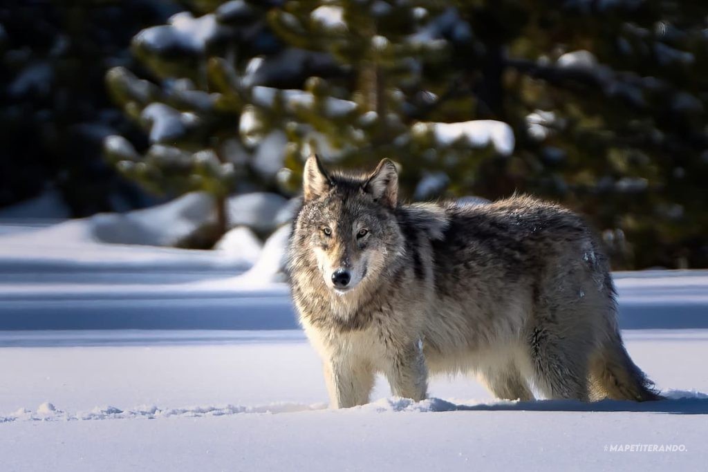 meute loups