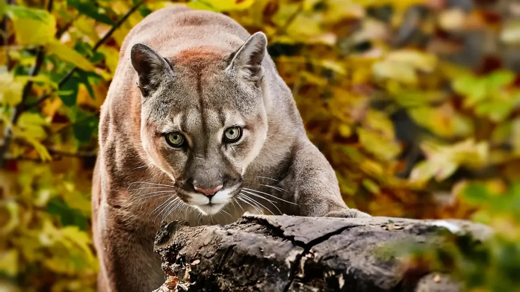 attaque puma