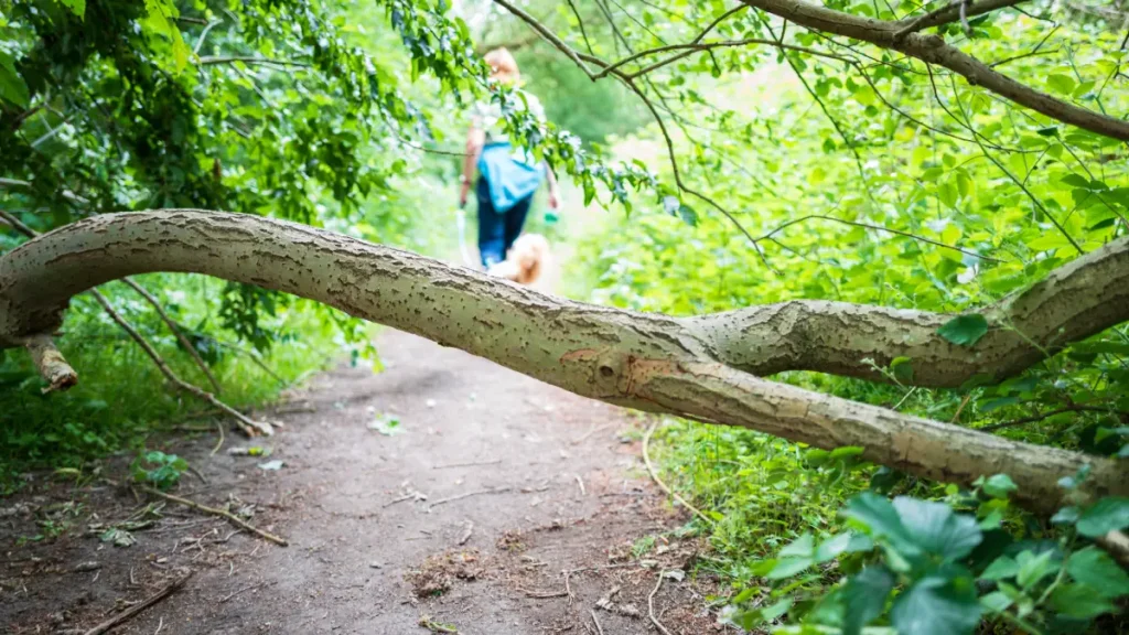 piège des promenades en foret